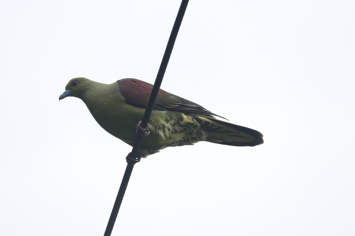 Whistling Green-Pigeon - Mark Teng-Hung LIN