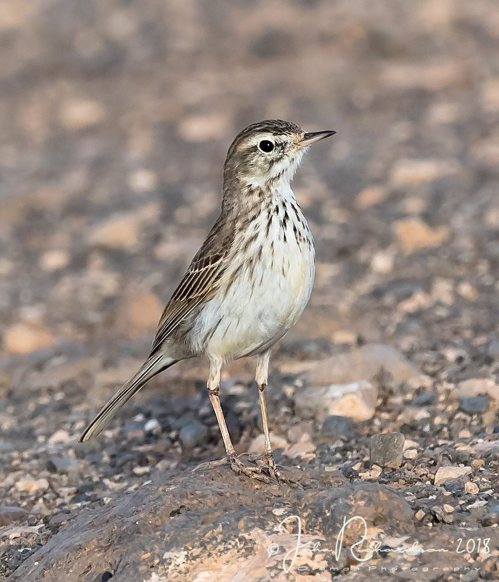 Berthelot's Pipit - ML111417191