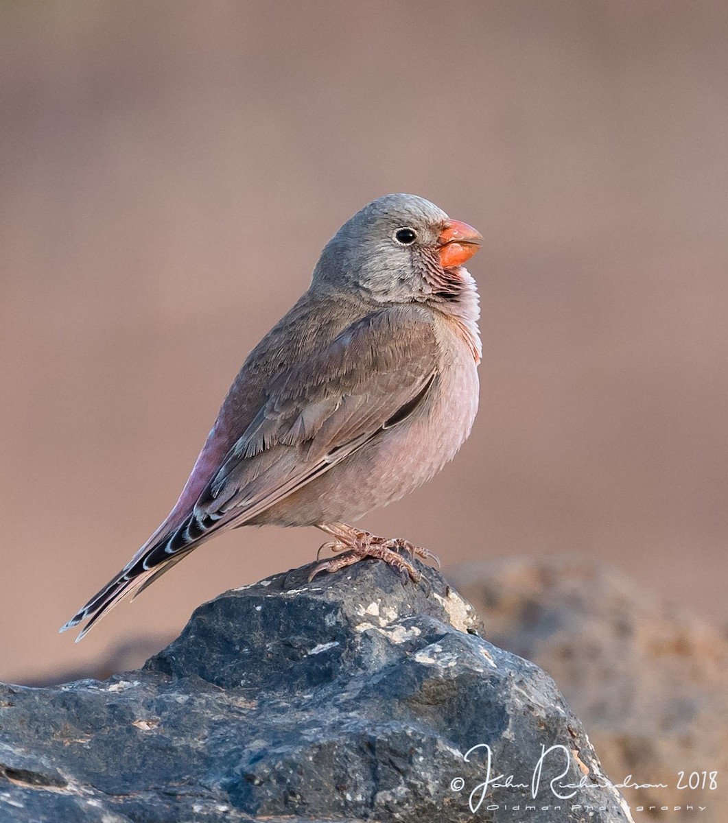 Trumpeter Finch - ML111417211