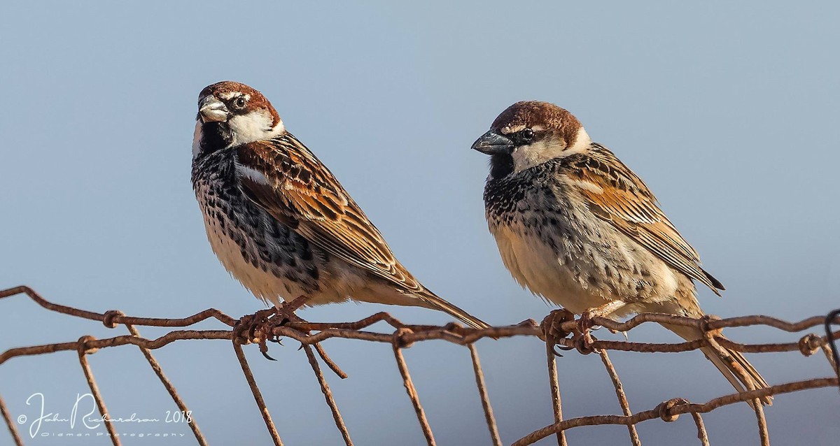 Spanish Sparrow - ML111417241