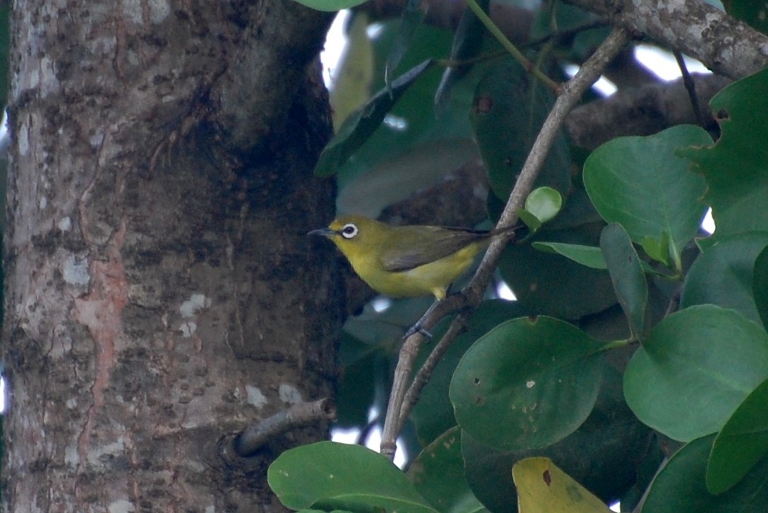 Lemon-bellied White-eye - ML111418771