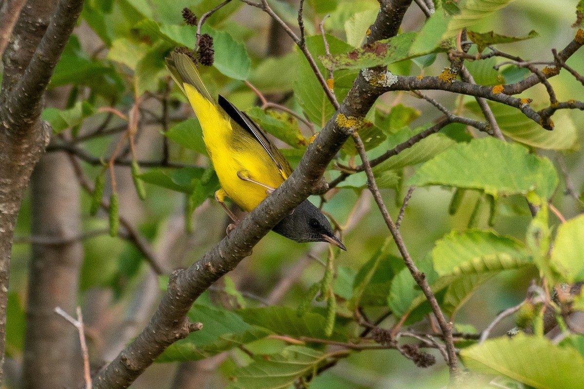 Mourning Warbler - ML111420041