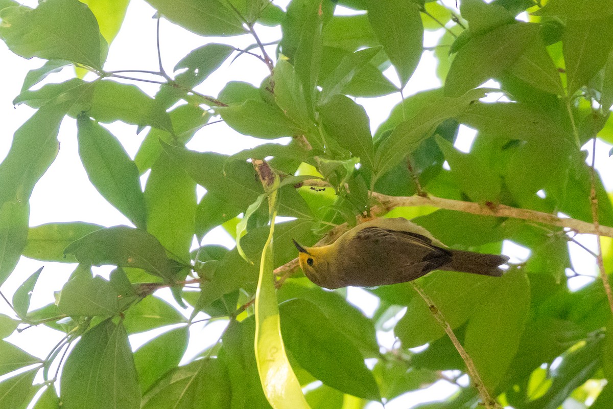 Orange-fronted Plushcrown - Rob Felix