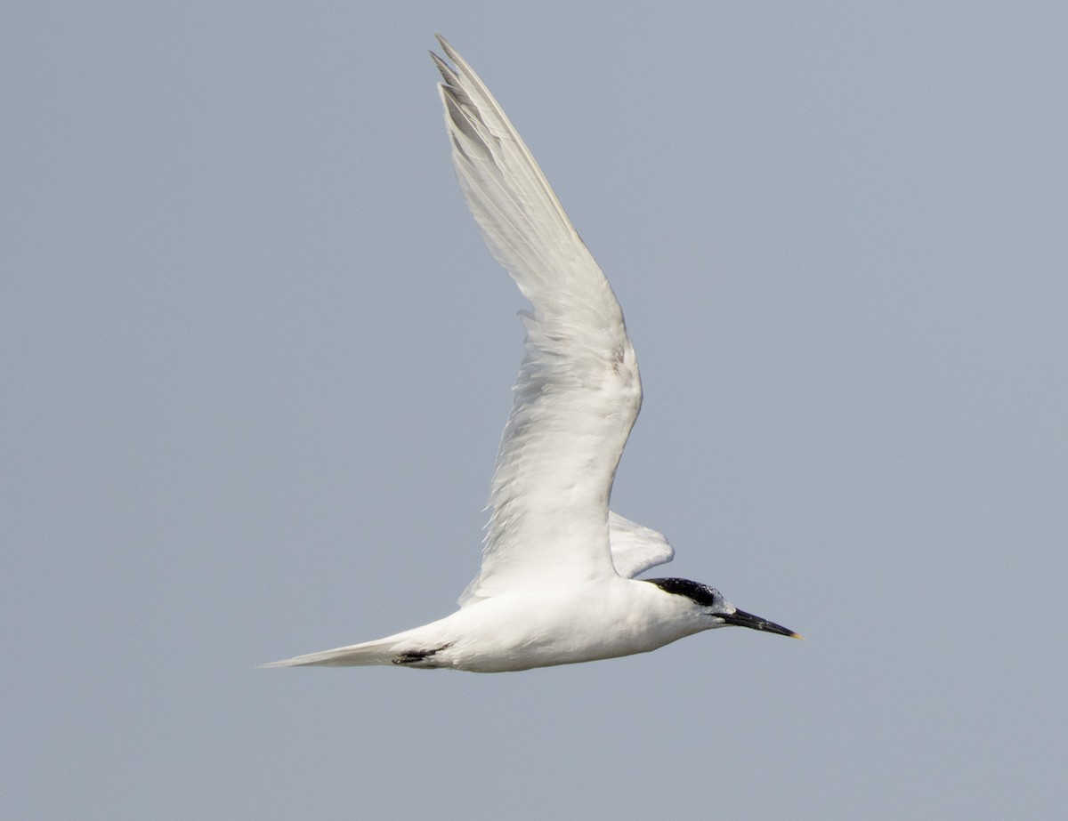 Sandwich Tern - ML111422751