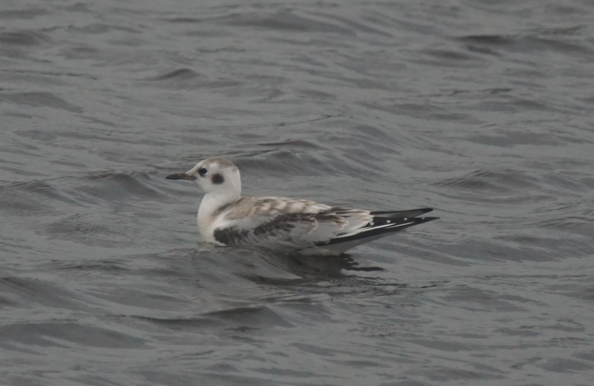 Bonaparte's Gull - ML111423301