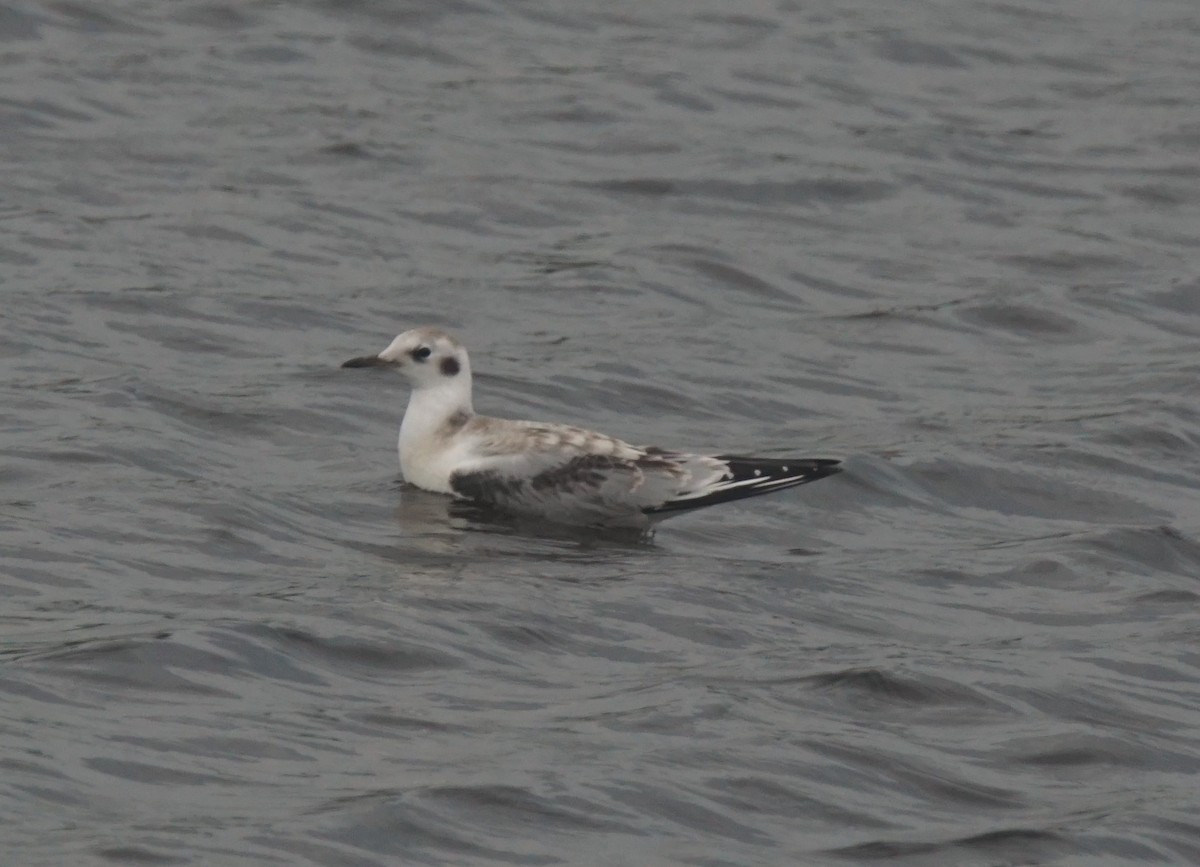 Bonaparte's Gull - ML111423311