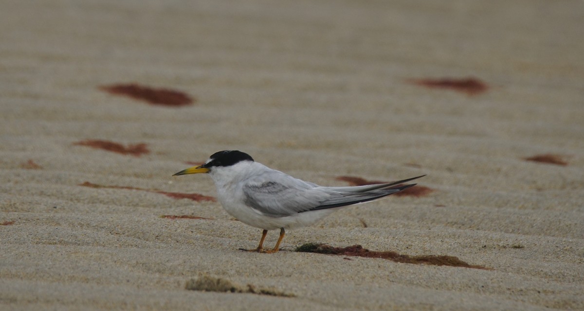 Least Tern - ML111423361