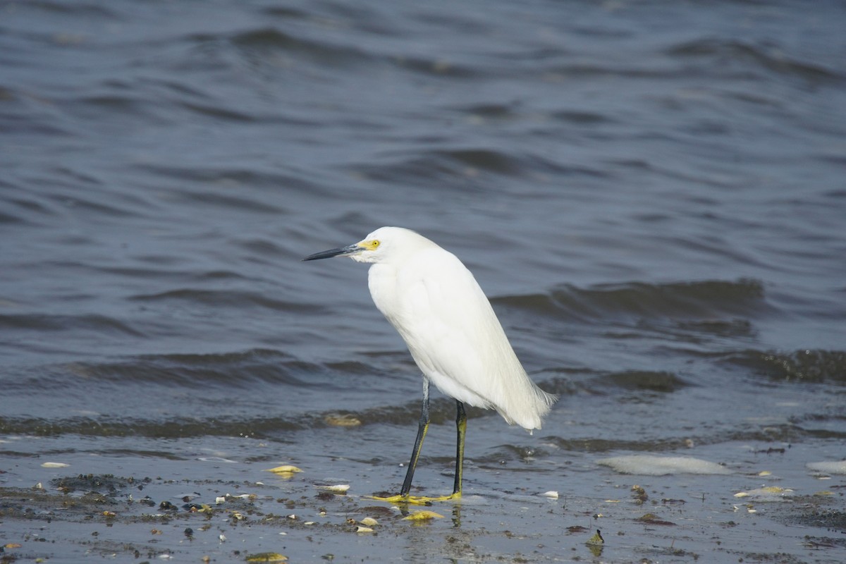 Aigrette neigeuse - ML111423421