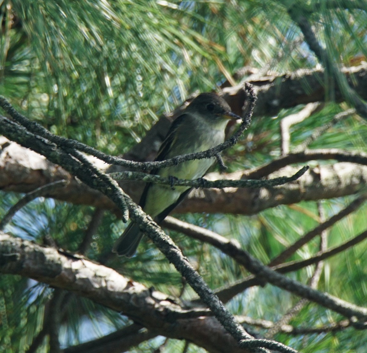 Willow Flycatcher - ML111423451