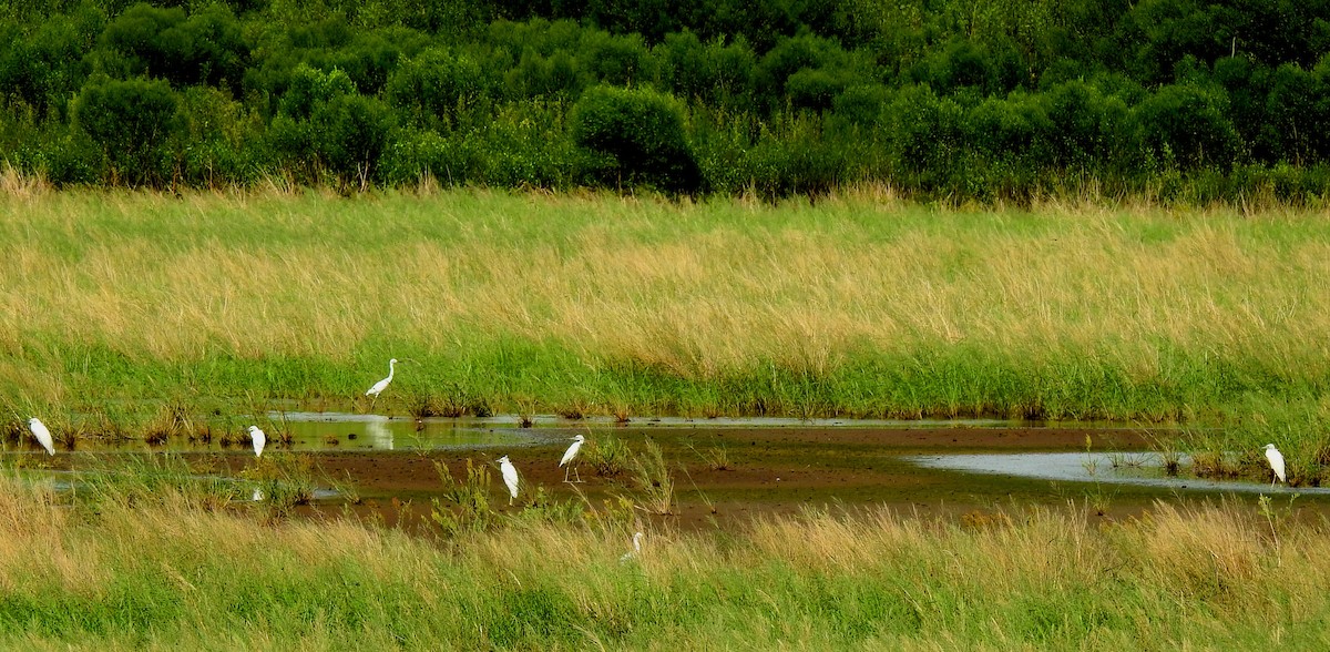 Snowy Egret - ML111423521