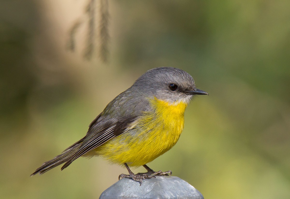 Eastern Yellow Robin - ML111424591