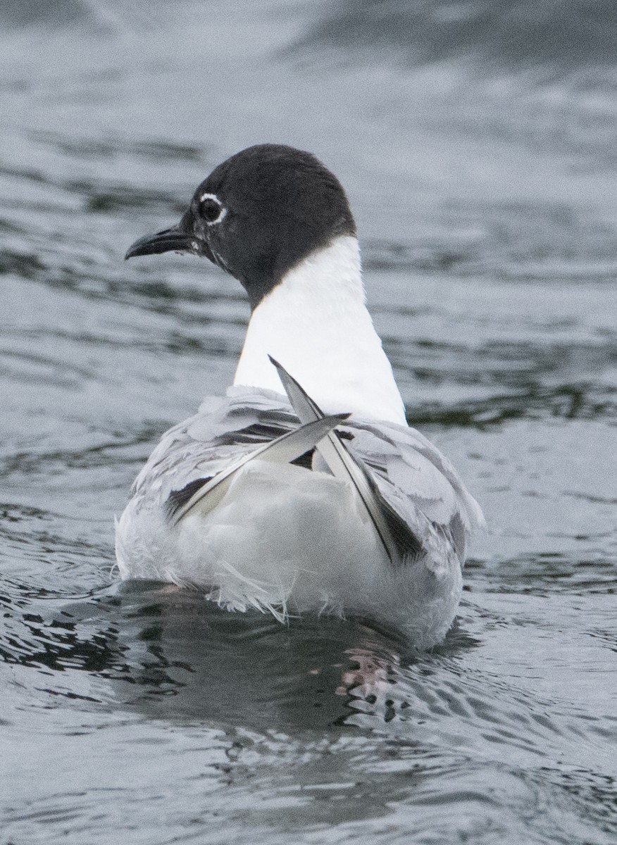 Mouette de Bonaparte - ML111425971