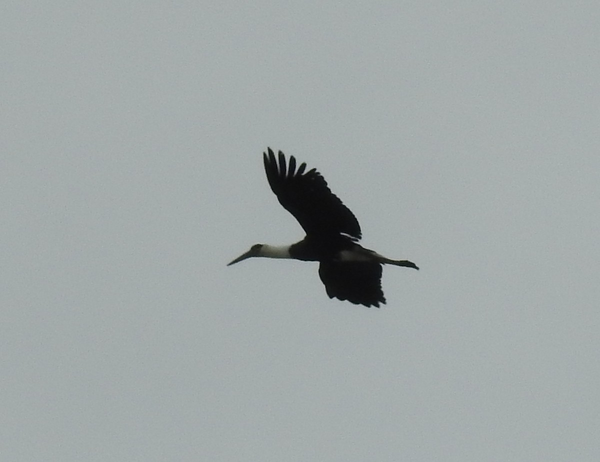 Asian Woolly-necked Stork - Shivaprakash Adavanne