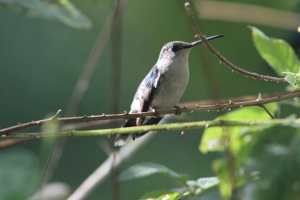 kolibřík pralesní - ML111431491