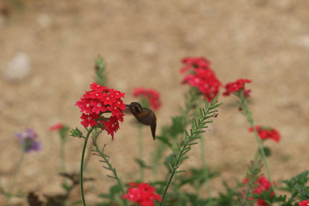 Reddish Hermit - ML111432041