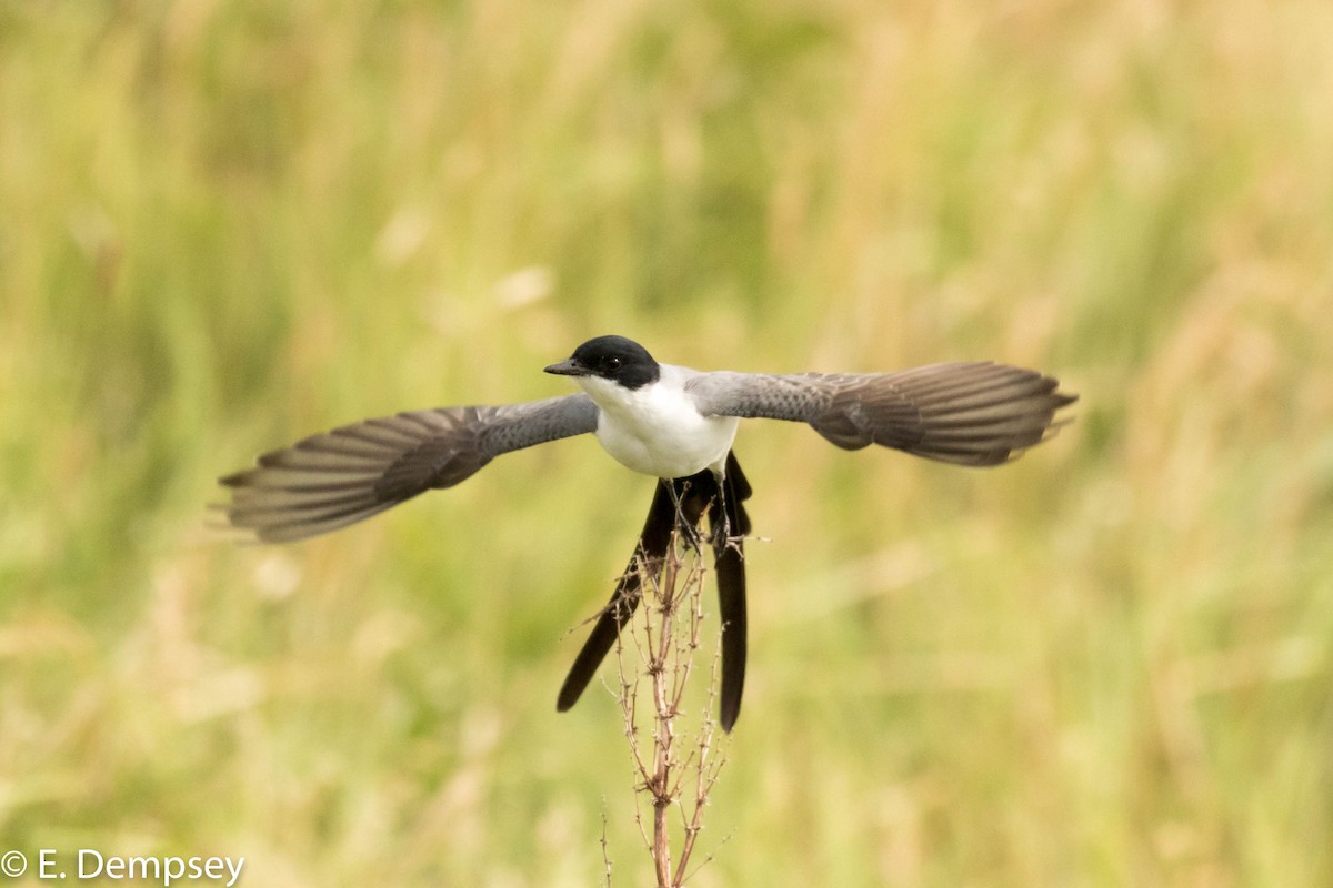 Fork-tailed Flycatcher - ML111434641