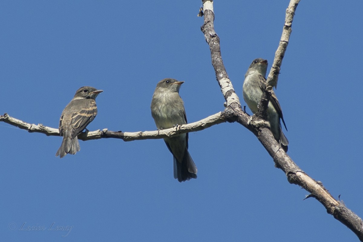 Eastern Wood-Pewee - Lucien Lemay