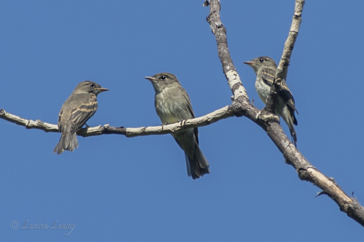 Eastern Wood-Pewee - ML111435281