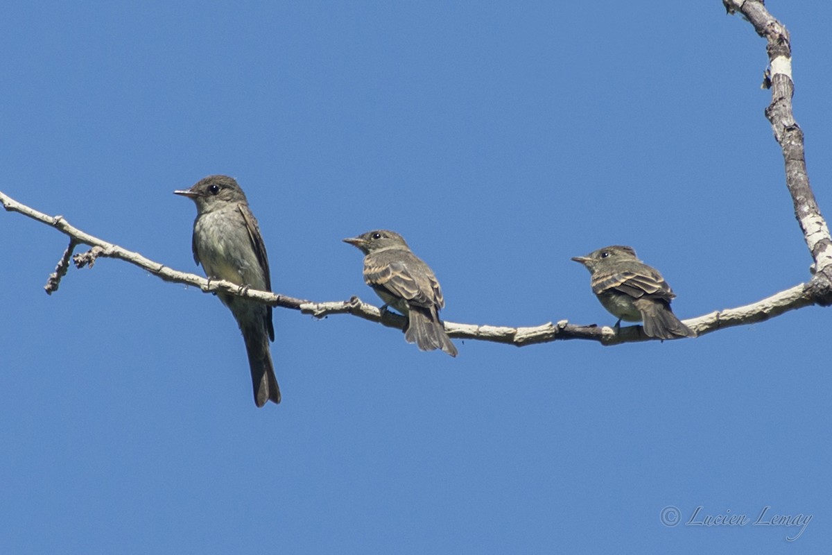 Eastern Wood-Pewee - ML111435301