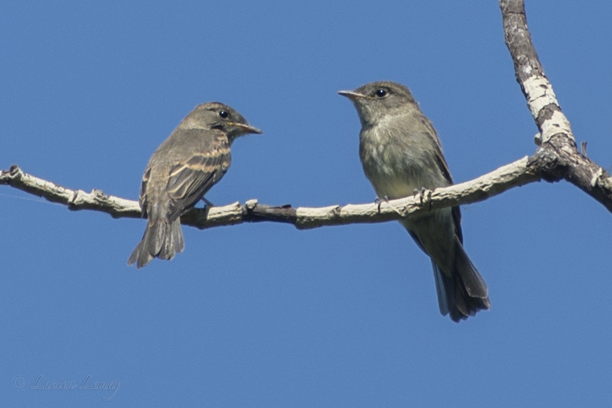 Eastern Wood-Pewee - ML111435371