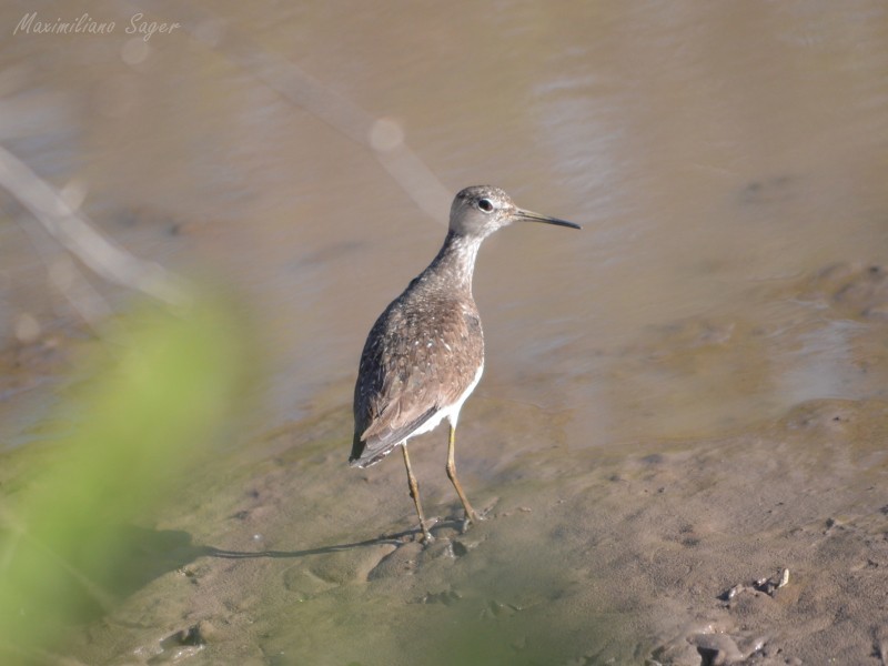 Solitary Sandpiper - ML111435821