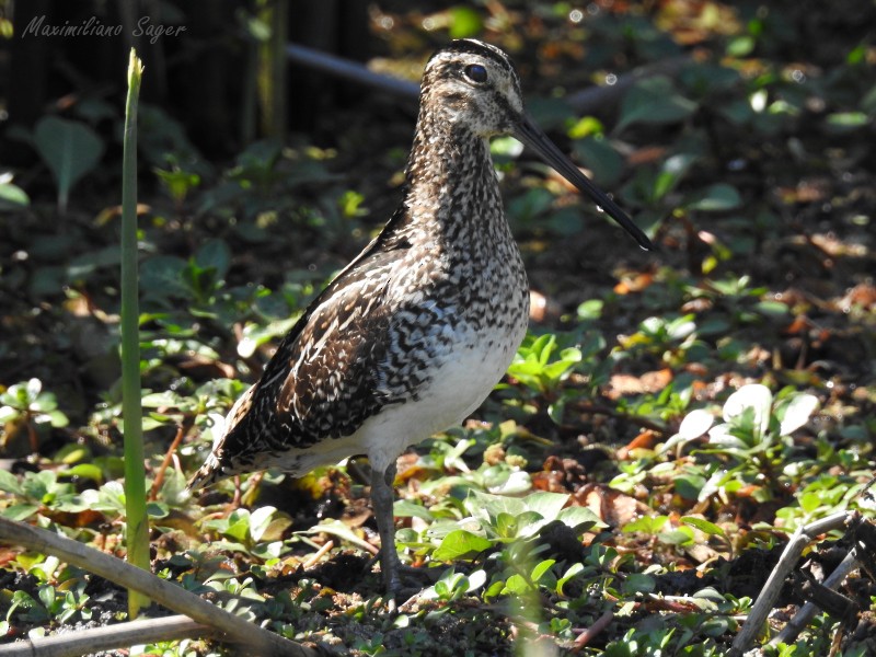 Pantanal Snipe - ML111436401