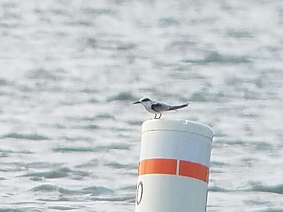 Least Tern - Justin Bosler