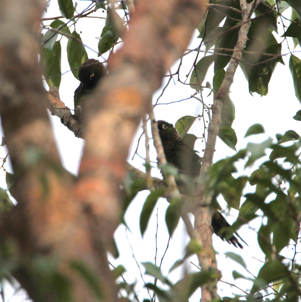 Maroon-tailed Parakeet - ML111437511