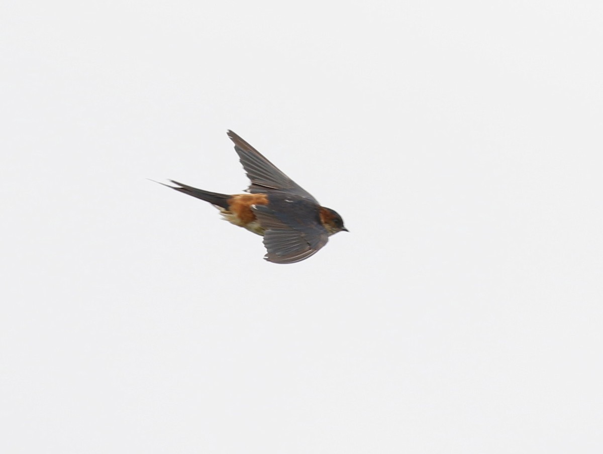 Red-rumped Swallow - ML111437941