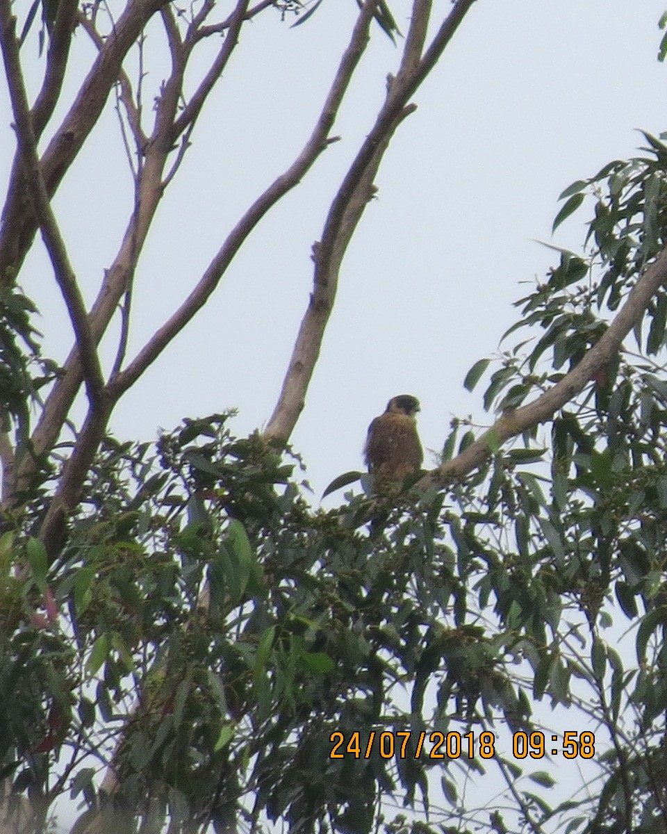 Australian Hobby - ML111439471