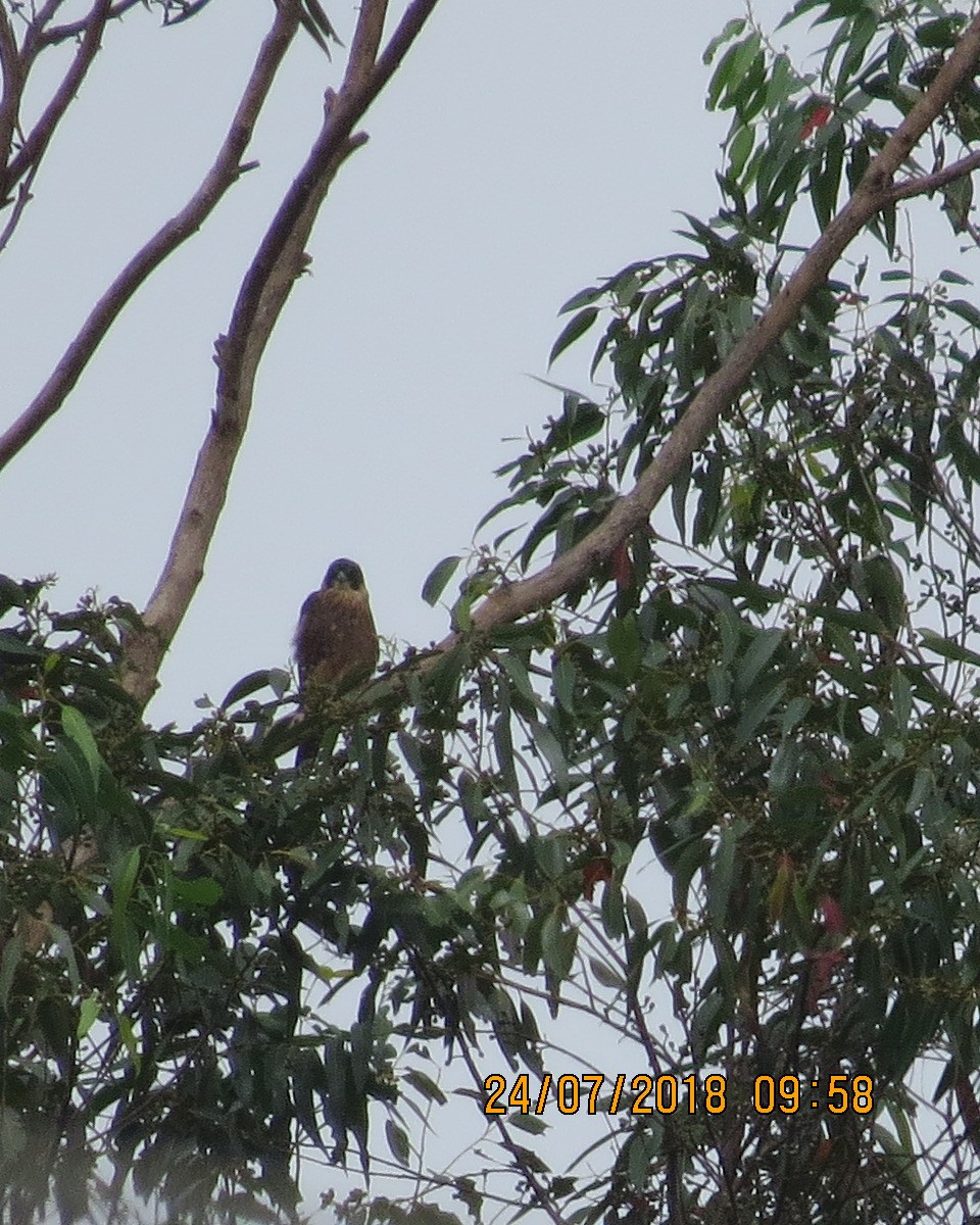 Australian Hobby - ML111439501