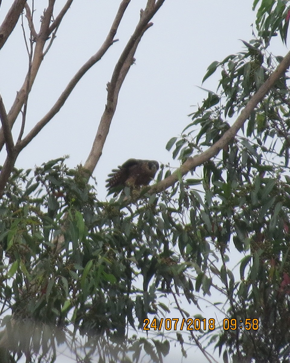 Alcotán Australiano - ML111439511