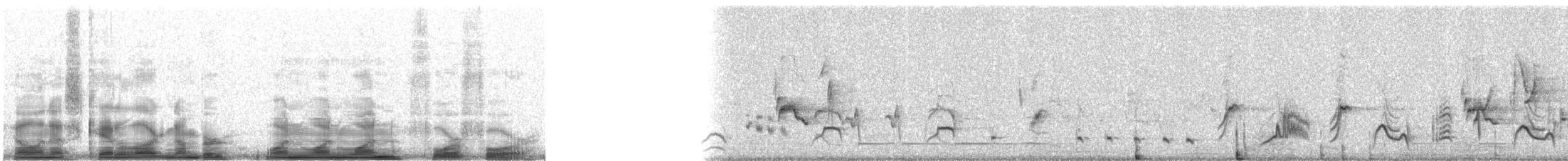 Curve-billed Thrasher - ML11144