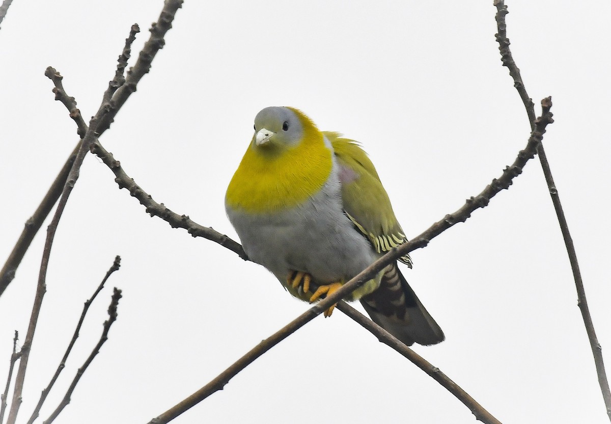 Yellow-footed Green-Pigeon - ML111440111