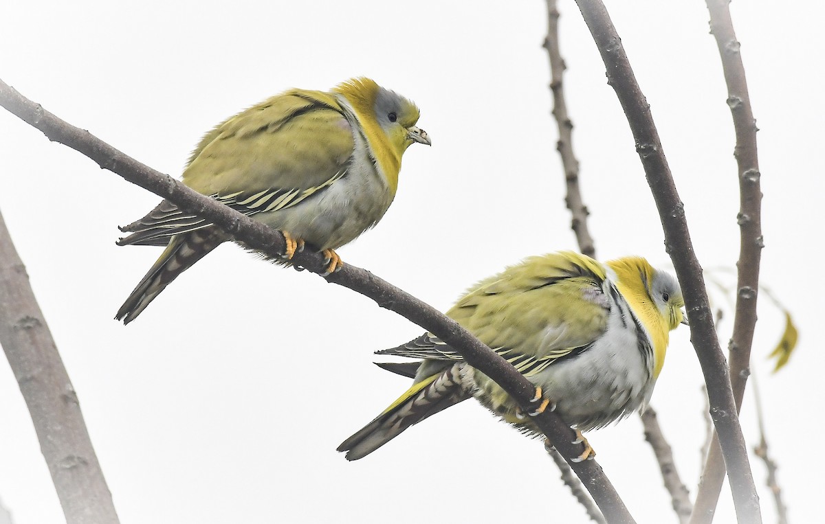 Yellow-footed Green-Pigeon - ML111440121