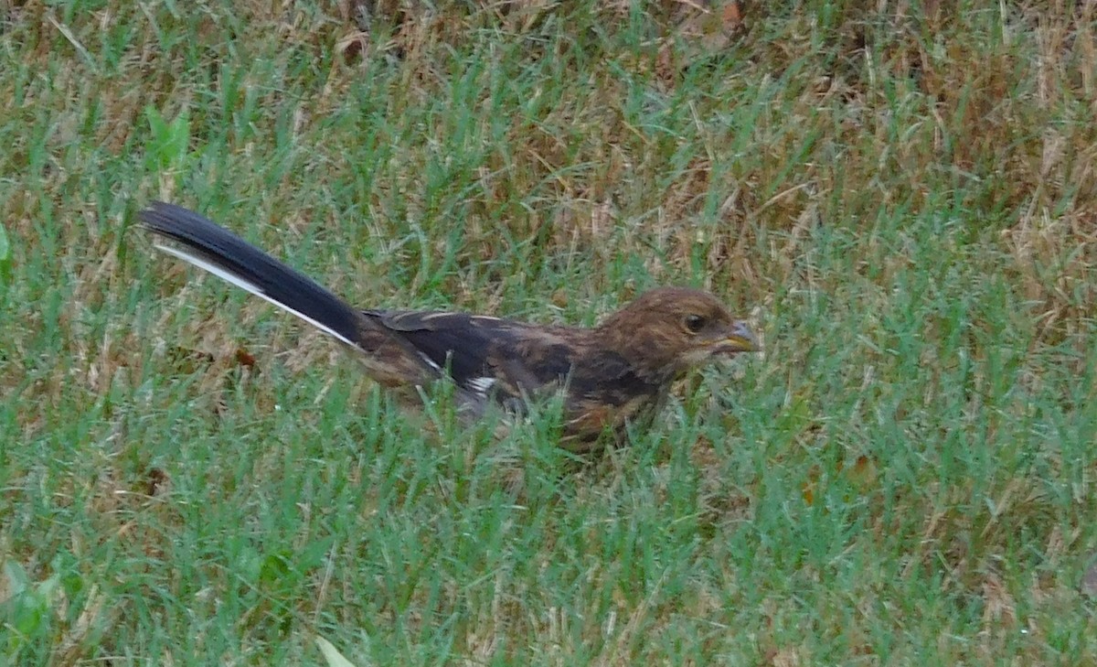 Eastern Towhee - ML111440301