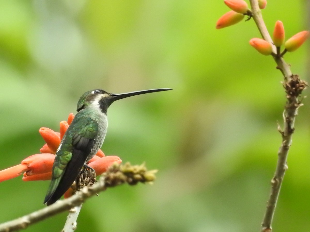 Long-billed Starthroat - ML111440371