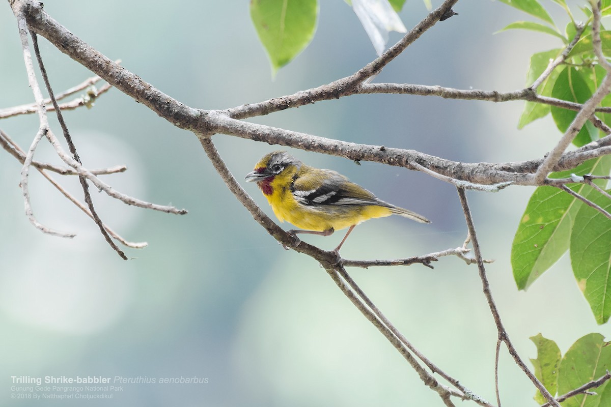Trilling Shrike-Babbler - Natthaphat Chotjuckdikul