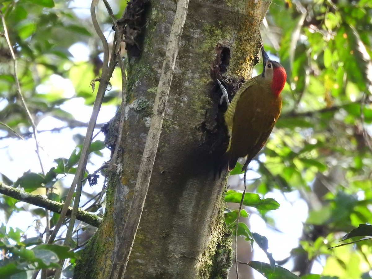 Golden-olive Woodpecker - ML111441061