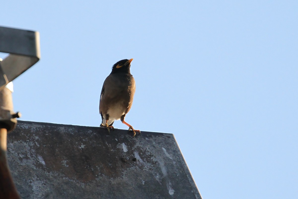 Common Myna - ML111441861