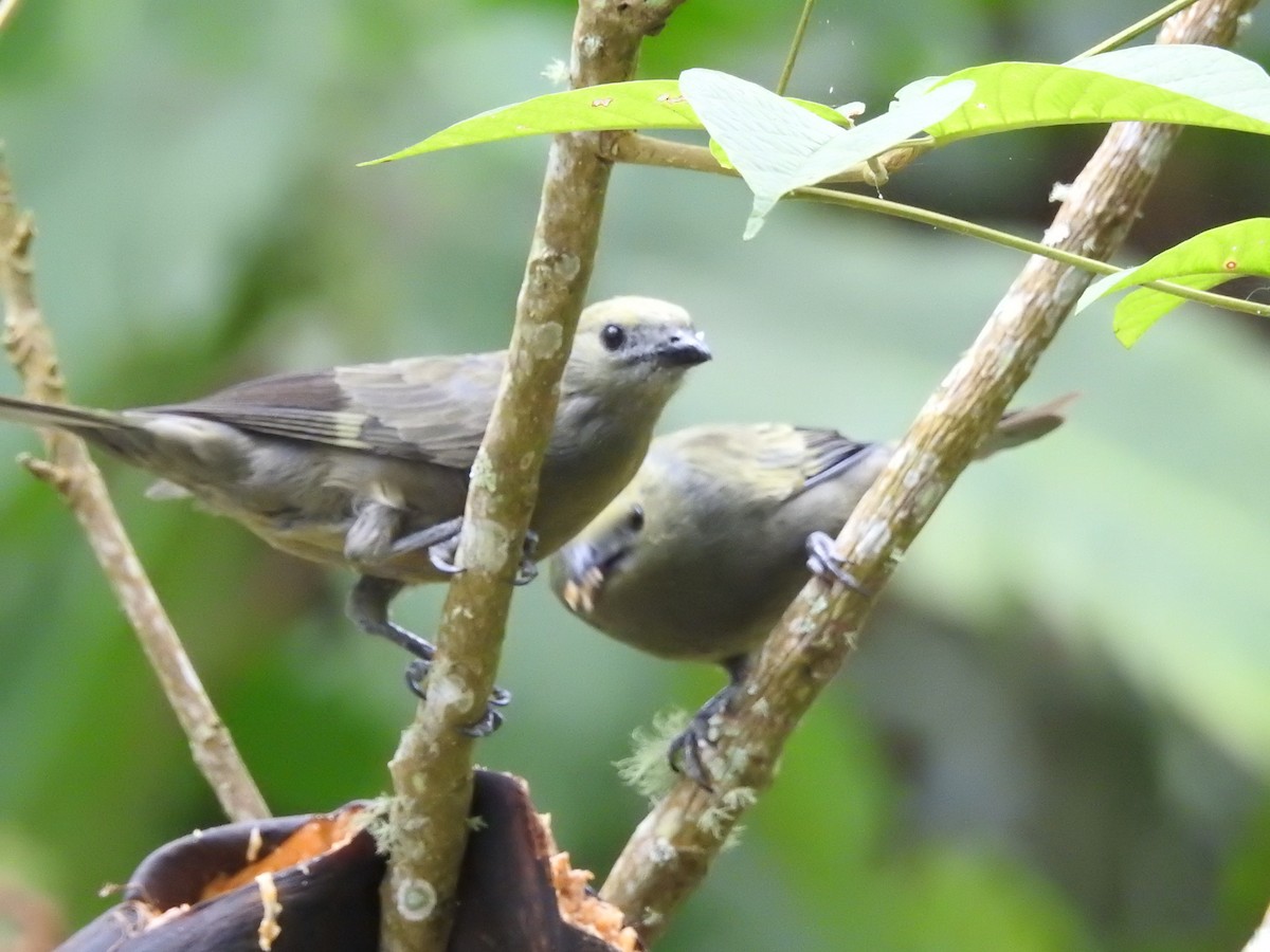 Palm Tanager - ML111441931