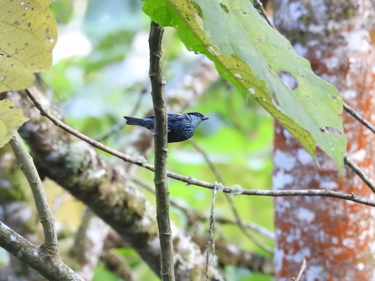 Black-capped Tanager - ML111442141