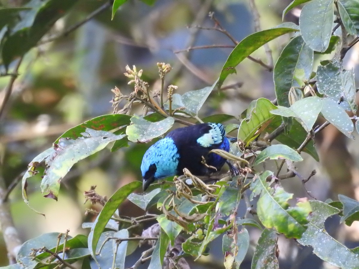 Blue-necked Tanager - ML111442231