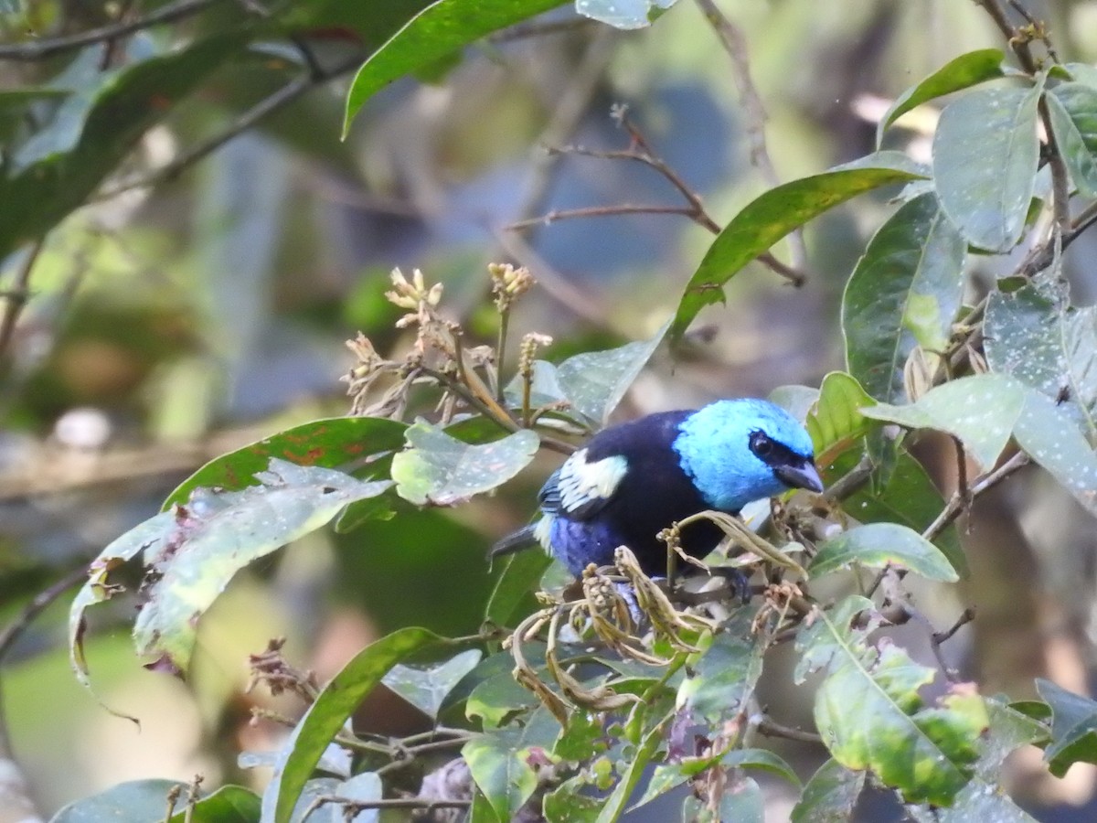 Blue-necked Tanager - ML111442251