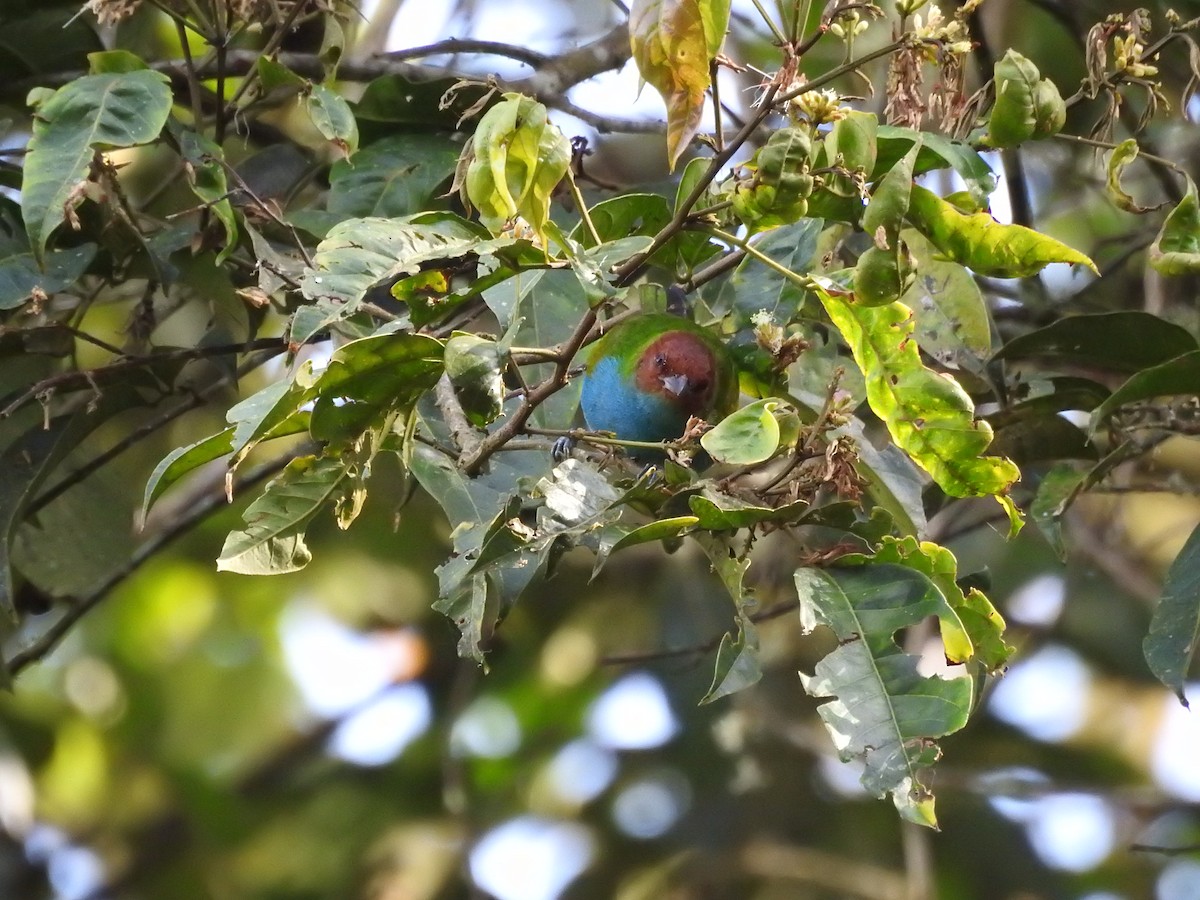 Bay-headed Tanager - ML111442301