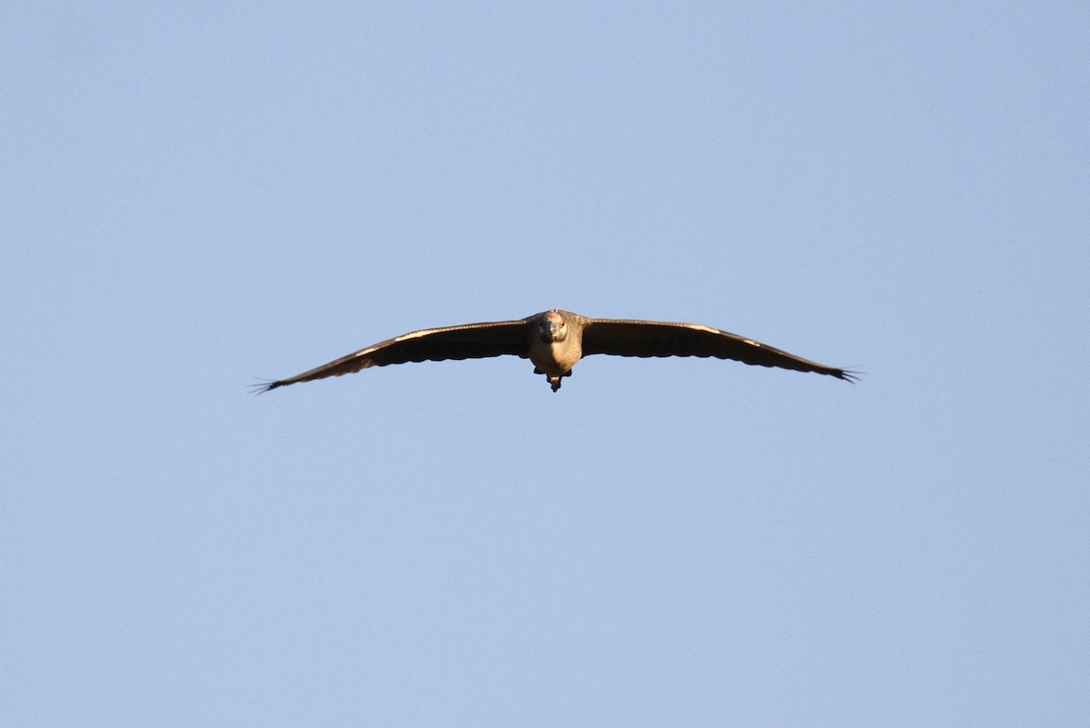 Yellow-crowned Night Heron - ML111444551