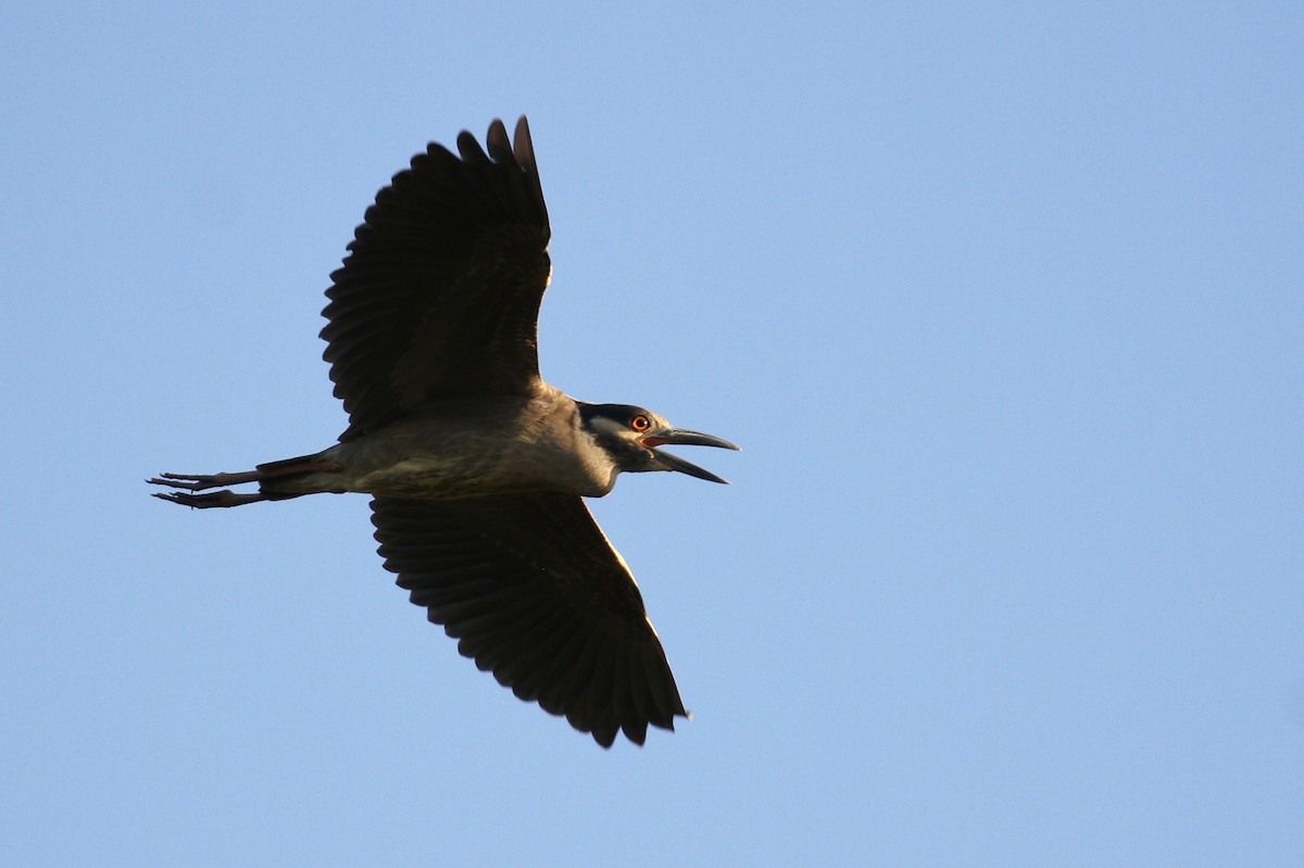 Yellow-crowned Night Heron - ML111444571