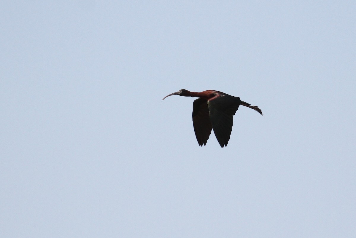 ibis hnědý - ML111444581