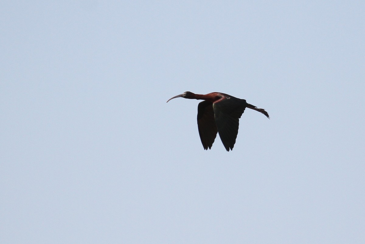 Glossy Ibis - ML111444581