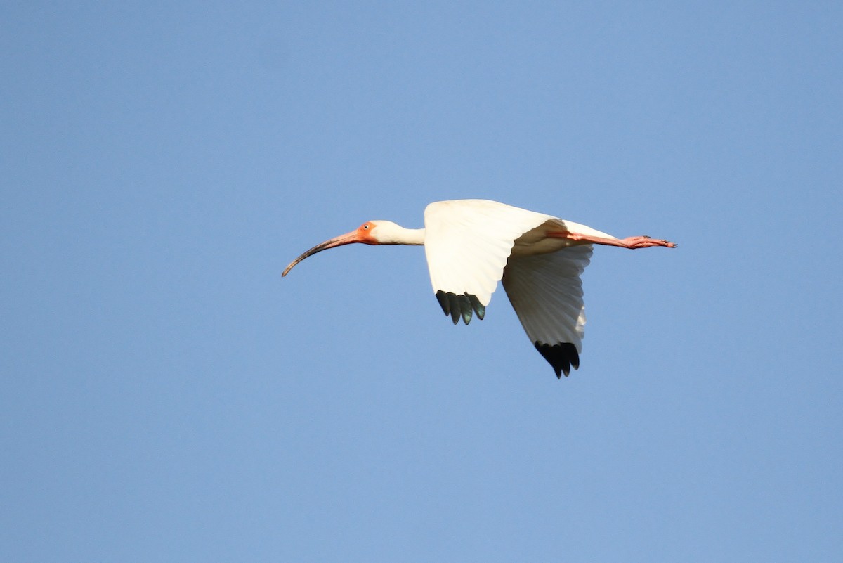 White Ibis - ML111444591